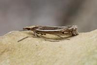 Ancylolomia tentaculella / disparalis