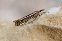 Ancylolomia tentaculella / disparalis