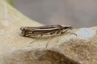Ancylolomia tentaculella / disparalis