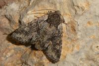 Dichonia convergens