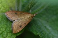 Udea ferrugalis