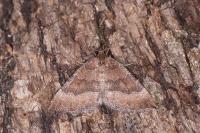 Larentia clavaria