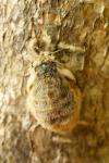 Orgyia antiqua