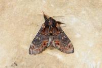 Notodonta dromedarius