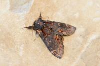 Notodonta dromedarius