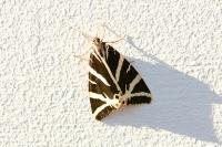 Euplagia quadripunctaria