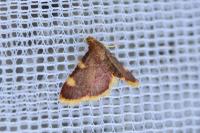 Hypsopygia costalis