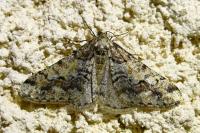 Agriopis leucophaearia