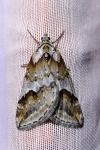 Chesias rufata cinereata