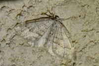 Colostygia multistrigaria olbiaria