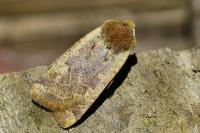 Conistra erythrocephala