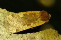 Conistra erythrocephala