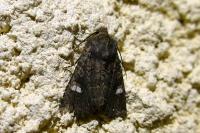 Dryobota labecula
