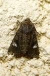 Dryobota labecula