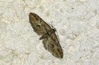 Eupithecia oxycedrata