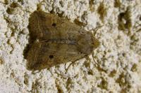 Leptologia blidaensis