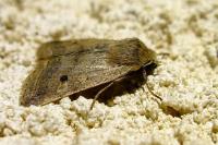 Leptologia blidaensis
