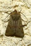 Spudaea ruticilla