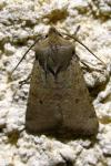 Spudaea ruticilla
