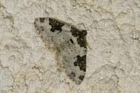 Xanthorhoe fluctuata