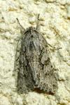 Xylocampa areola