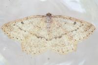 Yezognophos dilucidaria