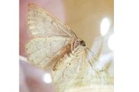 Yezognophos dilucidaria