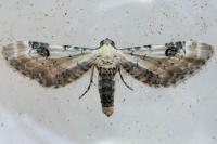 Eupithecia centaureata
