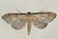 Idaea infirmaria