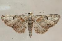 Eupithecia laquaearia