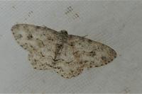Ectropis crepuscularia