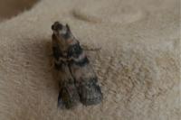 Euzophera pinguis