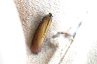 Oncocera semirubella