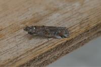 Pempelia palumbella