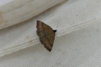 Phytometra viridaria
