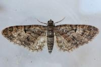 Eupithecia abbreviata