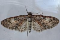 Eupithecia abbreviata