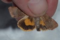 Noctua janthe