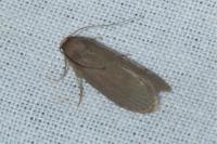 Achroia grisella
