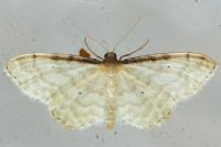 Idaea fuscovenosa