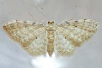 Idaea fuscovenosa