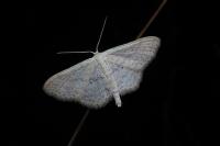 Scopula minorata