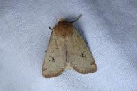 Conistra erythrocephala