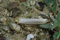Eilema caniola