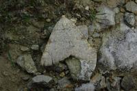 Isturgia miniosaria