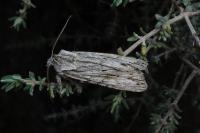 Lithophane leautieri