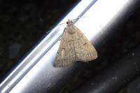 Nodaria nodosalis