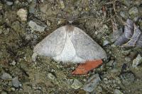 Onychora agaritharia