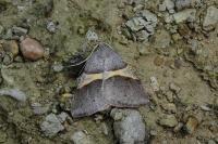 Perigune convergata