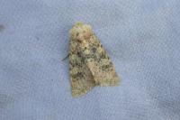 Polymixis argillaceago